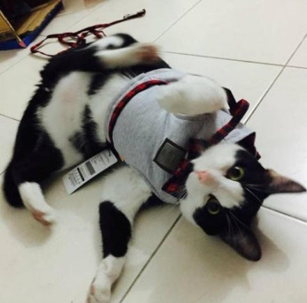 Kitty Cat Harness Vest Leash