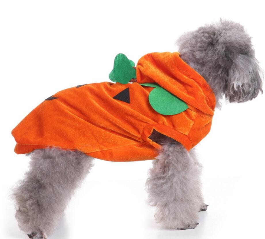 Unique Dog Spider Costume