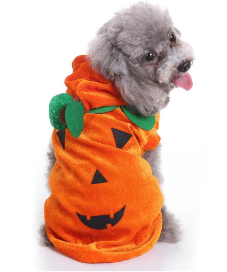 Unique Dog Spider Costume