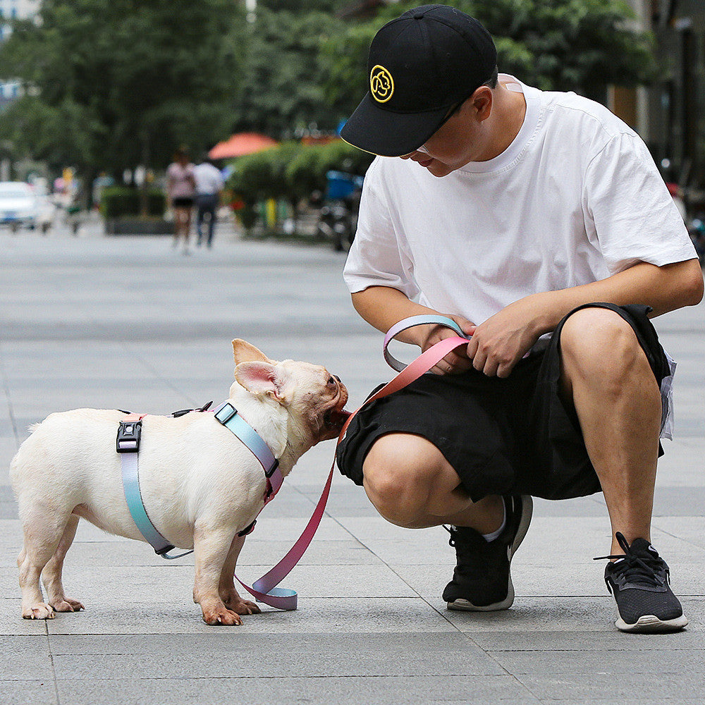 Pet Leash For Small Dogs